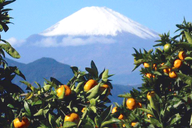 Naito Garden