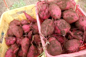 Iida Farm