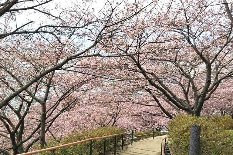 Cherry Blossom Festival (Feb, Mar)