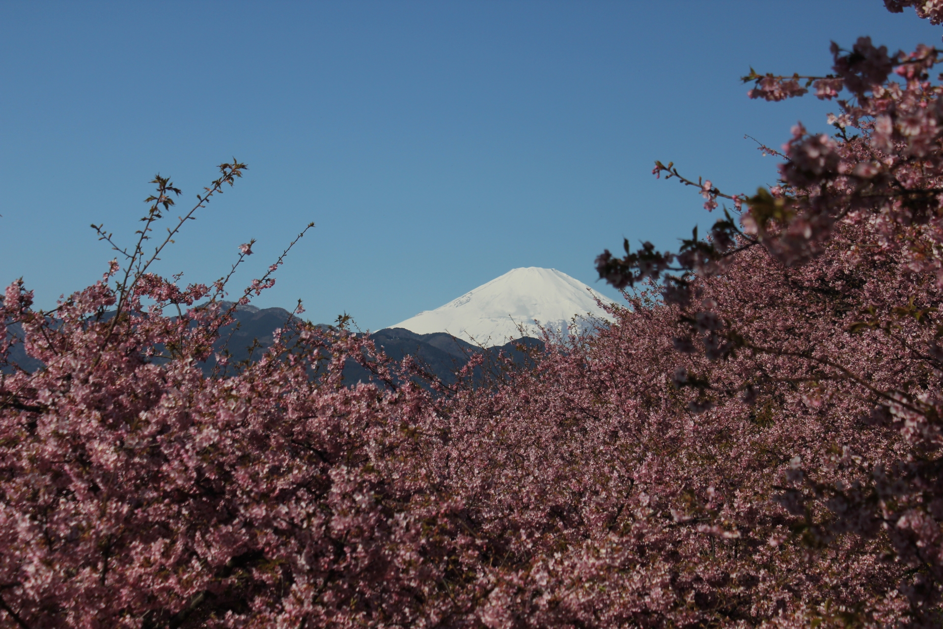 Spring Festivals in Japan: 2019 Cherry Blossom Tour Guide