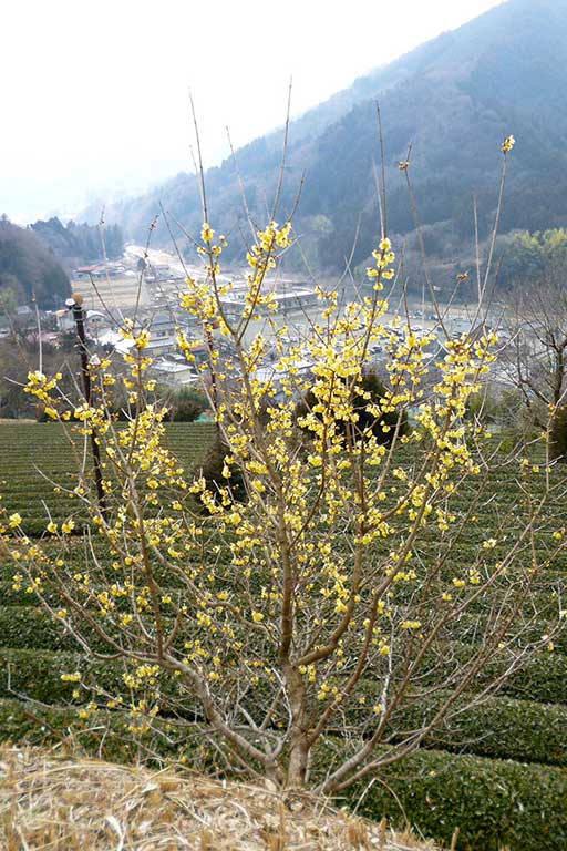 Yadoriki Winter Sweet Festival