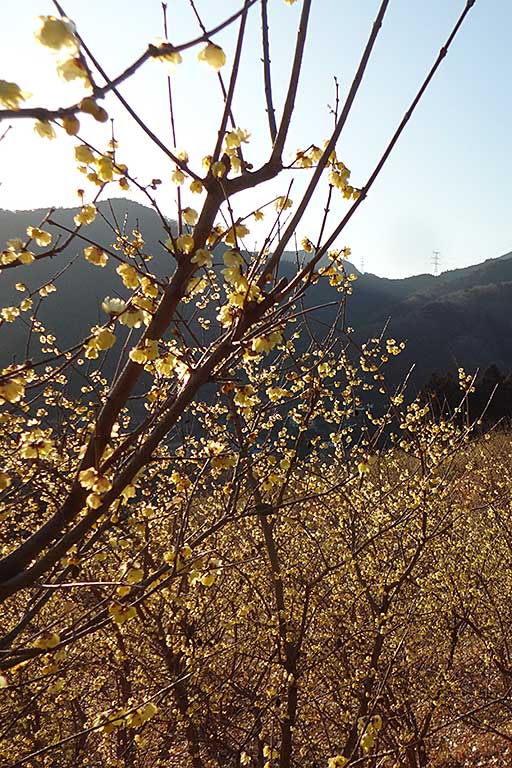 Yadoriki Winter Sweet Festival