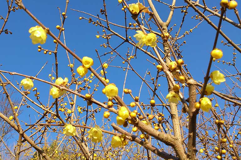 Yadoriki Winter Sweet Festival