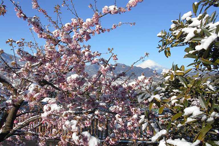 Matsuda Cherry Blossom Festival