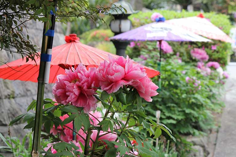 Peony Festival of Emmei Temple