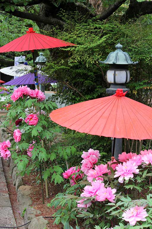 Peony Festival of Emmei Temple