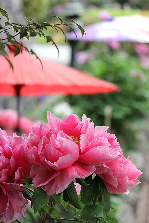 Peony Festival of Emmei Temple