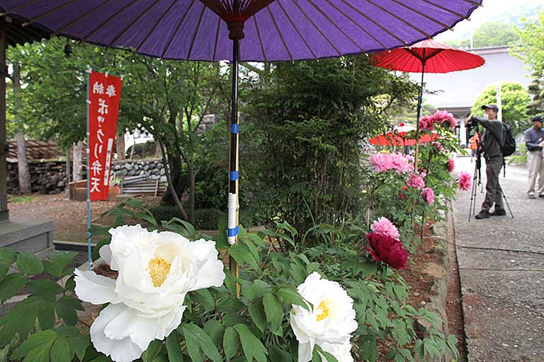 Peony Festival of Emmei Temple